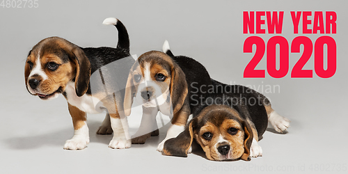 Image of Studio shot of beagle puppies on white studio background