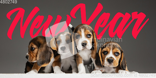 Image of Studio shot of beagle puppies on grey studio background