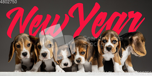 Image of Studio shot of beagle puppies on grey studio background