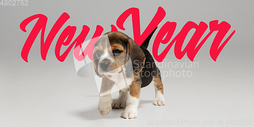 Image of Studio shot of beagle puppy on grey studio background