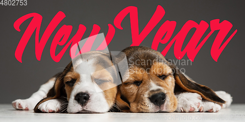 Image of Studio shot of beagle puppies on grey studio background