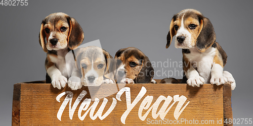 Image of Studio shot of beagle puppies on grey studio background