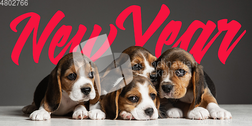 Image of Studio shot of beagle puppies on grey studio background