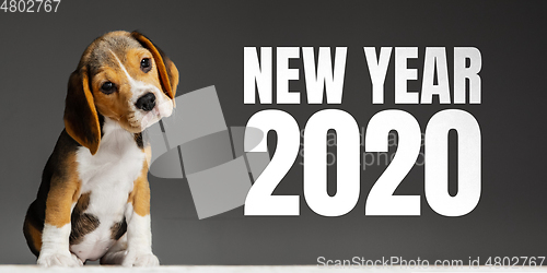 Image of Studio shot of beagle puppy on grey studio background