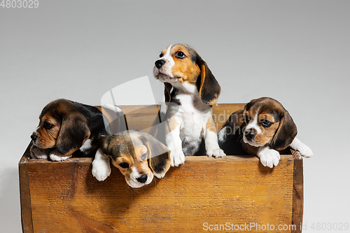 Image of Studio shot of beagle puppies on white studio background