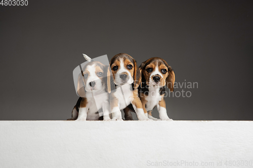 Image of Studio shot of beagle puppies on grey studio background