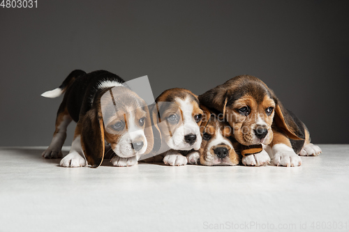 Image of Studio shot of beagle puppies on grey studio background