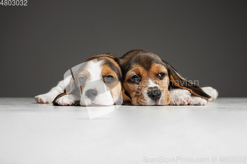 Image of Studio shot of beagle puppies on grey studio background