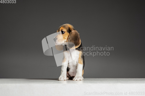 Image of Studio shot of beagle puppy on grey studio background