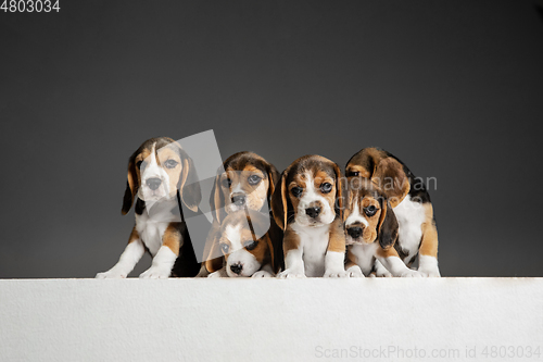 Image of Studio shot of beagle puppies on grey studio background