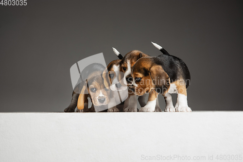 Image of Studio shot of beagle puppies on grey studio background