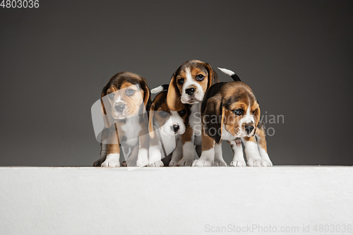 Image of Studio shot of beagle puppies on grey studio background