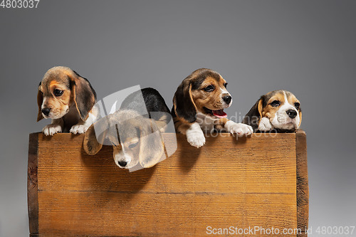 Image of Studio shot of beagle puppies on grey studio background