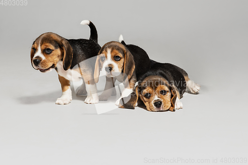 Image of Studio shot of beagle puppies on white studio background