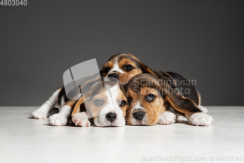 Image of Studio shot of beagle puppies on grey studio background