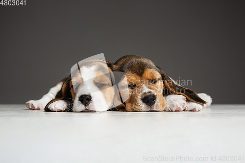 Image of Studio shot of beagle puppies on grey studio background