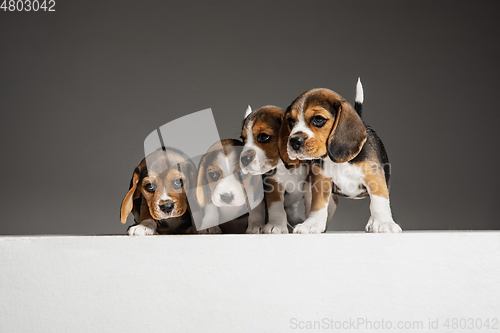 Image of Studio shot of beagle puppies on grey studio background