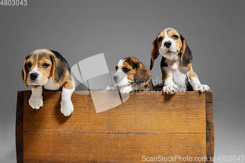 Image of Studio shot of beagle puppies on grey studio background