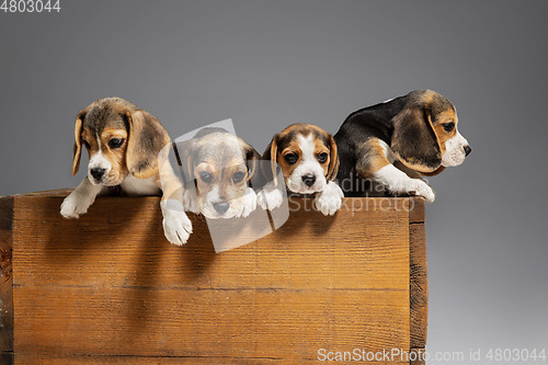 Image of Studio shot of beagle puppies on grey studio background