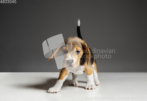 Image of Studio shot of beagle puppy on grey studio background