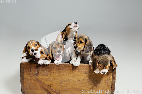 Image of Studio shot of beagle puppies on white studio background