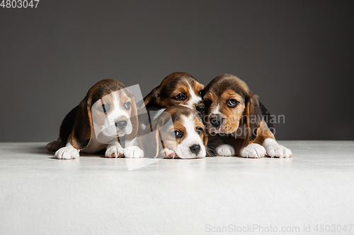 Image of Studio shot of beagle puppies on grey studio background