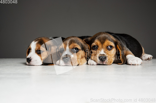 Image of Studio shot of beagle puppies on grey studio background