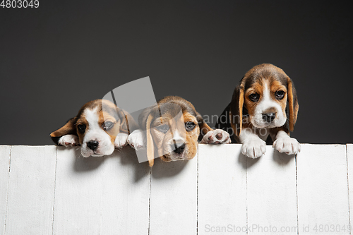 Image of Studio shot of beagle puppies on grey studio background