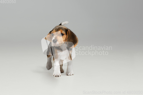 Image of Studio shot of beagle puppy on white studio background