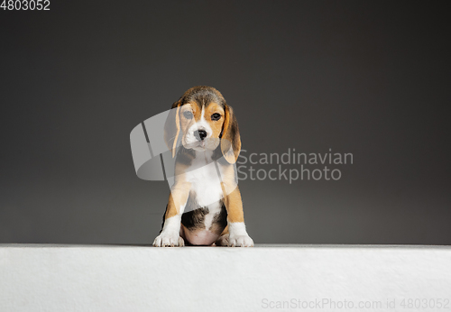 Image of Studio shot of beagle puppy on grey studio background