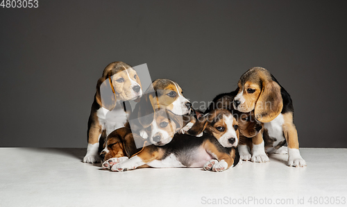 Image of Studio shot of beagle puppies on grey studio background