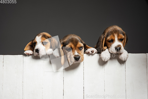 Image of Studio shot of beagle puppies on grey studio background