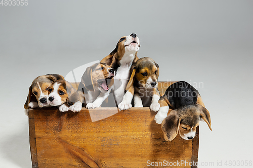 Image of Studio shot of beagle puppies on white studio background