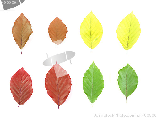 Image of Isolated leaves