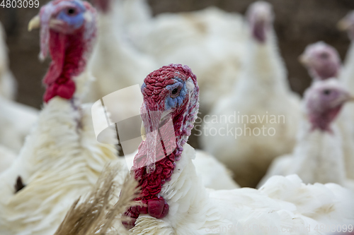 Image of Turkey-poult