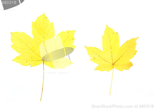 Image of Maple leaves