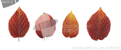 Image of Autumn leaves