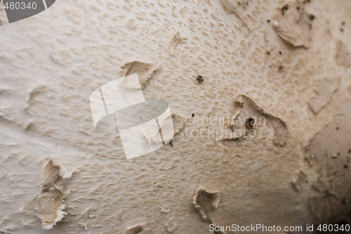 Image of mushroom