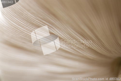 Image of mushroom