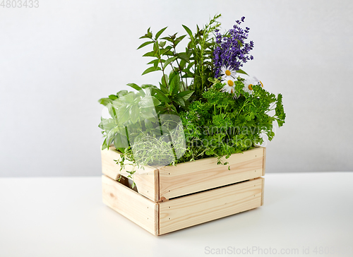 Image of green herbs and flowers in wooden box on table