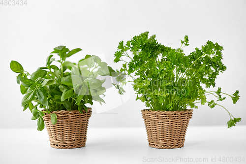 Image of basil and parsley herbs in wicker baskets on table