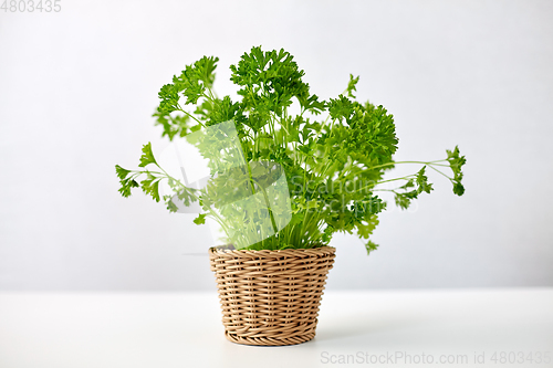 Image of green parsley herb in wicker basket on table