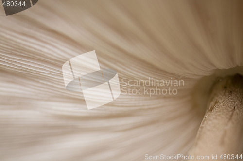 Image of mushroom