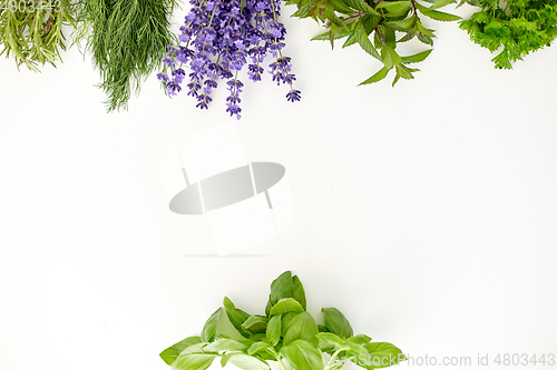 Image of greens, spices or medicinal herbs on white