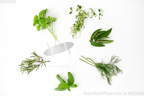 Image of greens, spices or herbs on white background