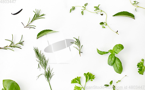 Image of greens, spices or herbs on white background