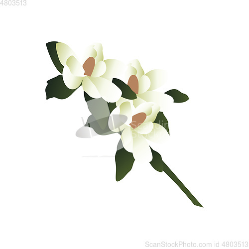 Image of Vector illustration of white magnolia flowers with green leafs o