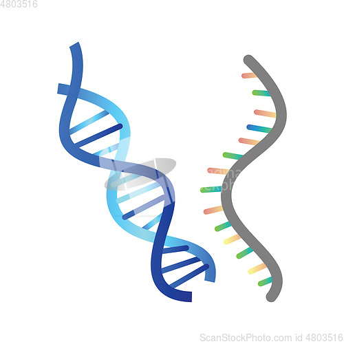 Image of DNA and RNA vector illustration on white background