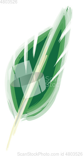 Image of Drawing of a green feather vector or color illustration