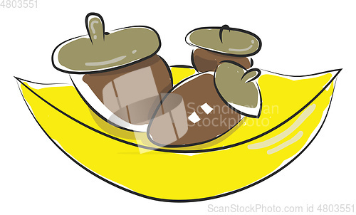 Image of A 3 brown colored acorns, vector color illustration.